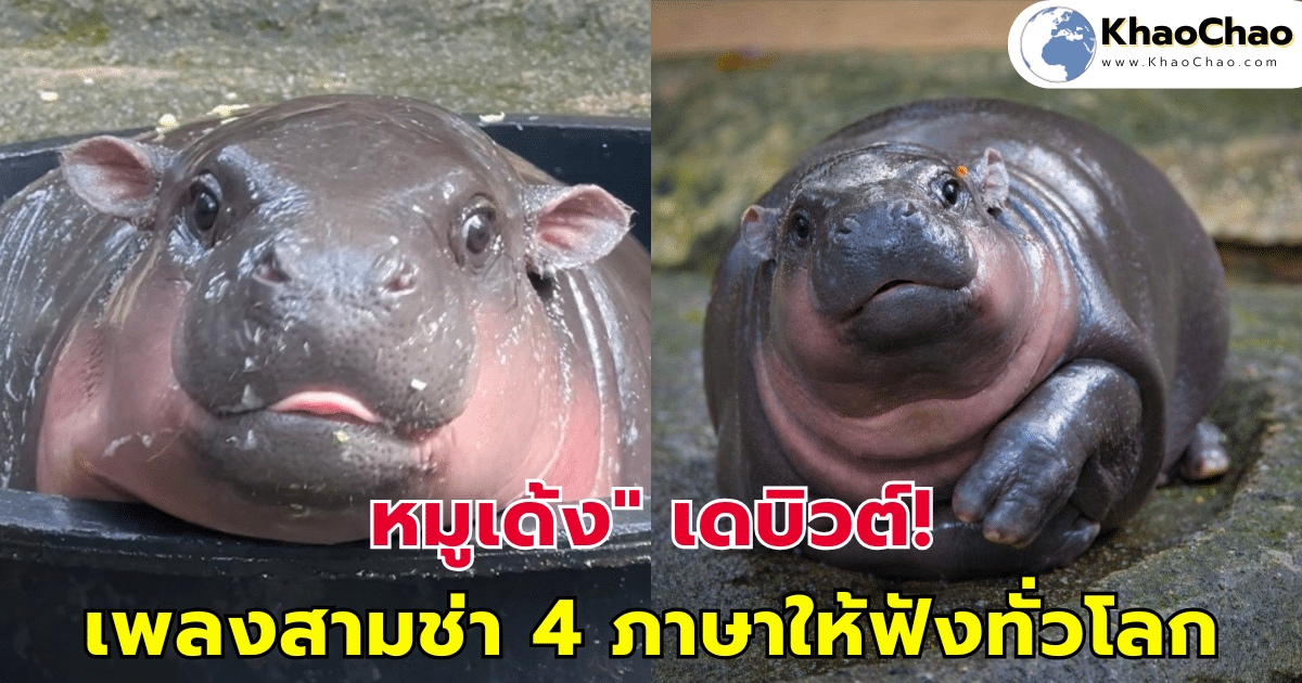 หมูเด้ง" เดบิวต์! เพลงสามช่า 4 ภาษาให้ฟังทั่วโลก