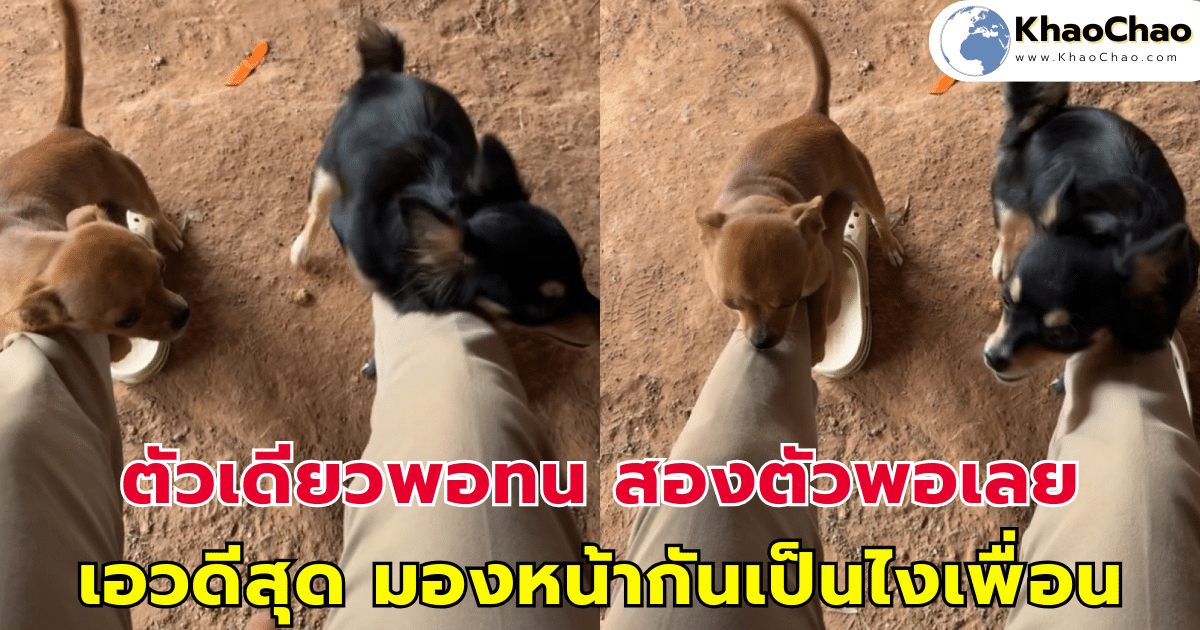 ตัวเดียวพอทน สองตัวพอเลย แล้วเอวดีซะด้วย มองหน้ากัน ฝั่งนั้นเป็นไงเพื่อน