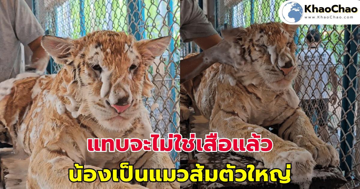 แทบจะไม่ใช่เสือแล้ว แมวส้มตัวใหญ่ จากกลิ่นสาปเสือกลายเป็นกลิ่นสตรอว์เบอร์รี