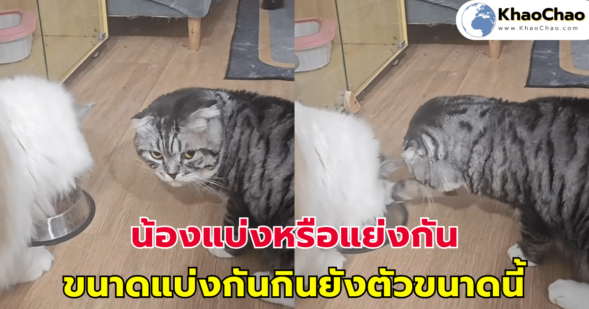น้องแบ่งหรือแย่งกัน ขนาดแบ่งกันกินยังตัวขนาดนี้