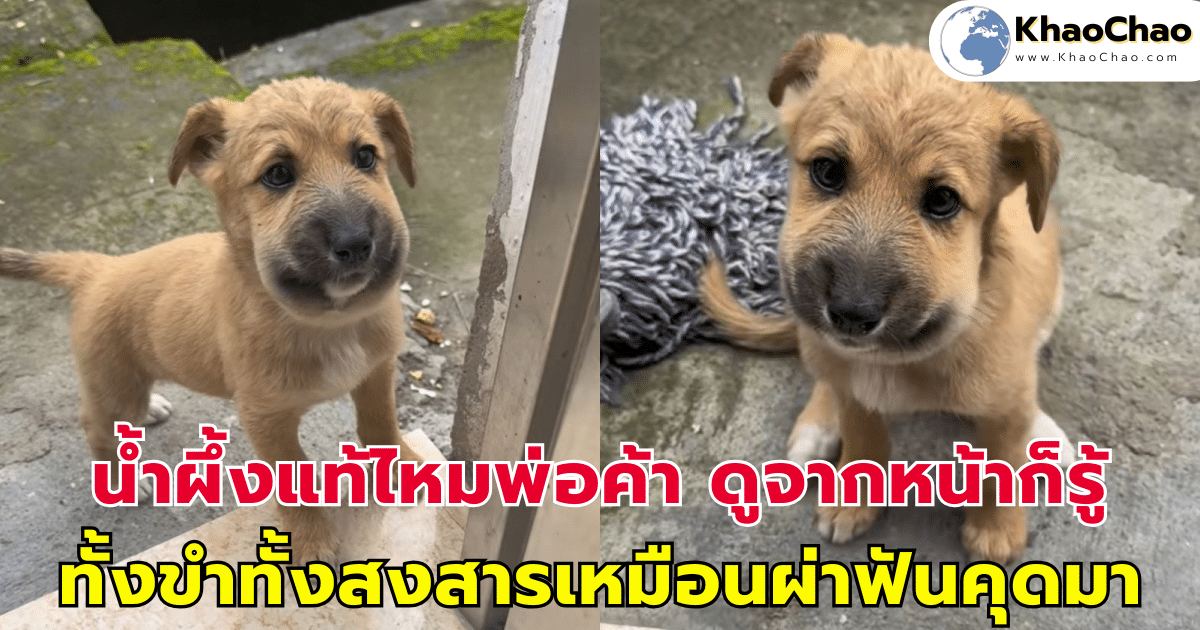 น้ำผึ้งแท้ไหมพ่อค้า ดูจากหน้าก็รู้ ทั้งขำทั้งสงสารเหมือนผ่าฟันคุดมา