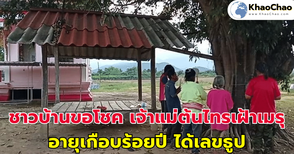 ชาวบ้านขอโชค เจ้าแม่ต้นไทรเฝ้าเมรุ อายุเกือบร้อยปี ได้เลขธูป