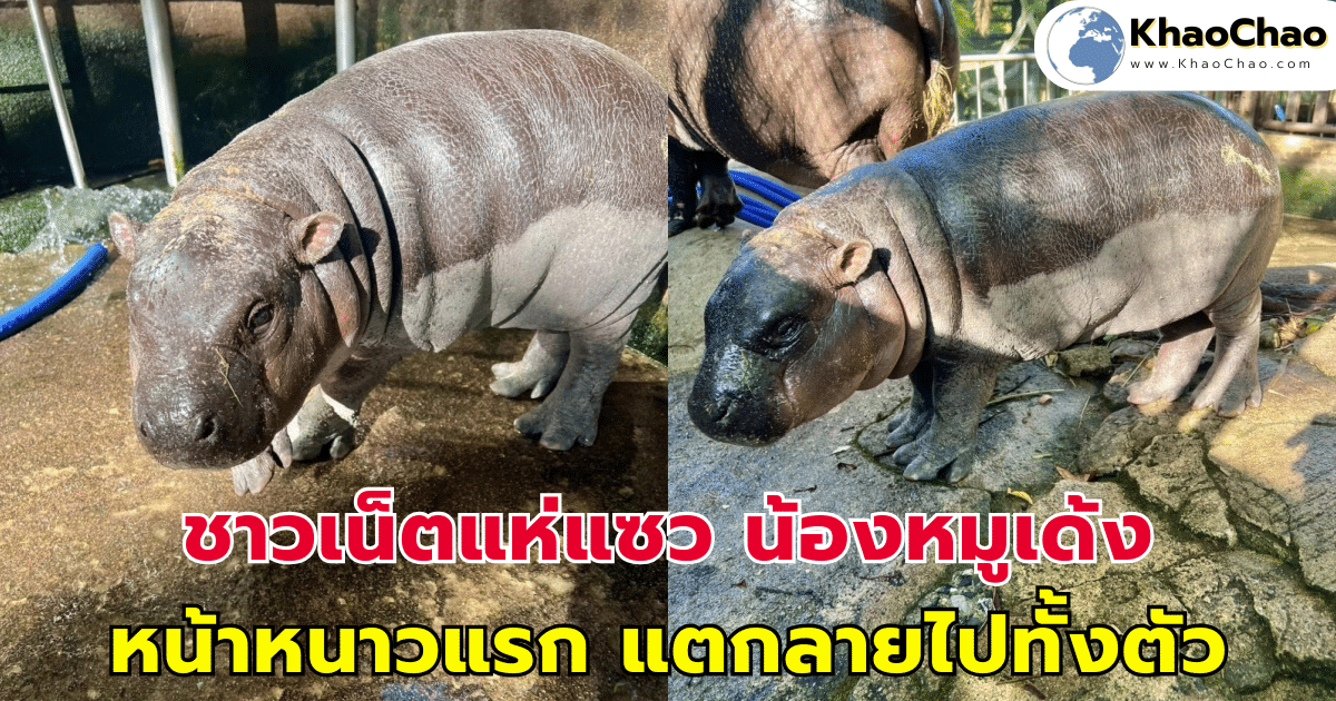 ชาวเน็ตแห่แซวปนเอ็นดู น้องหมูเด้ง หลังเจอหน้าหนาวแรก ตัวตึดจัดจนแตกลายไปทั้งตัว