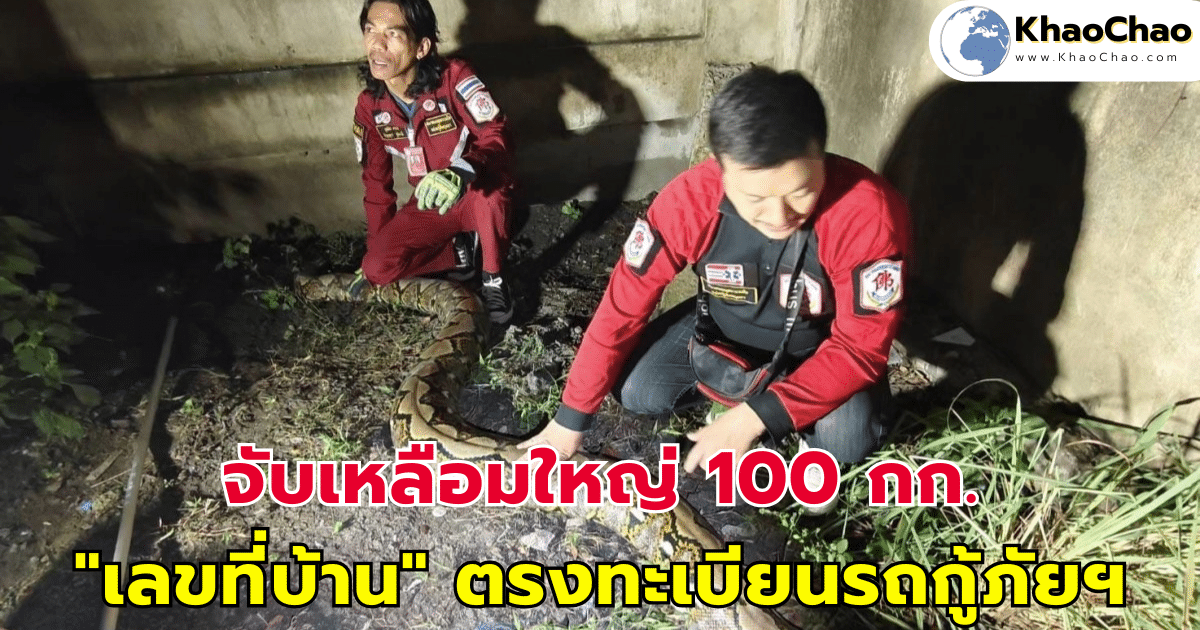 จับเหลือมใหญ่ 100 กก. "เลขที่บ้าน" ตรงกับทะเบียนรถกู้ภัยฯ ทำคอหวยฮือฮา