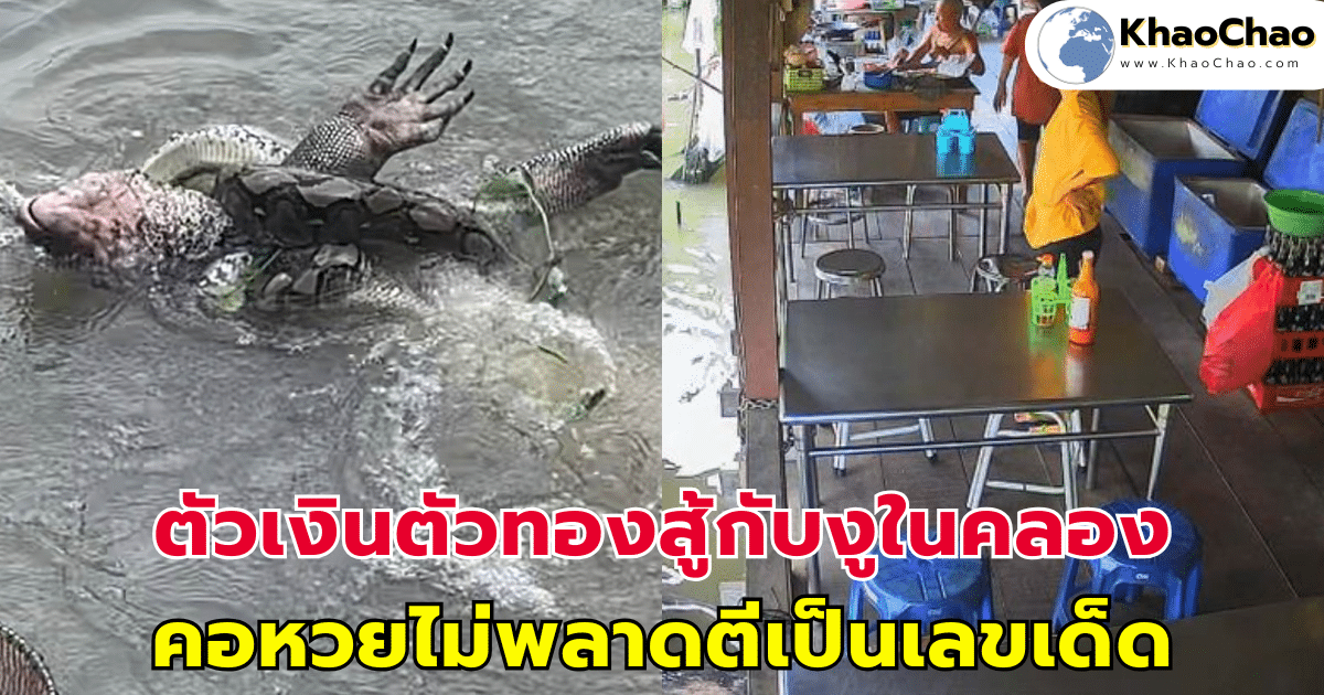 ตัวเงินตัวทองสู้กับงูในคลอง ศึกนี้ใครชนะ? คอหวยไม่พลาดตีเป็นเลขเด็ด